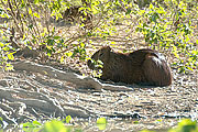 Picture 'Br1_0_01002 Capibara, Hydrochoeris hydrochaeris, Brazil'